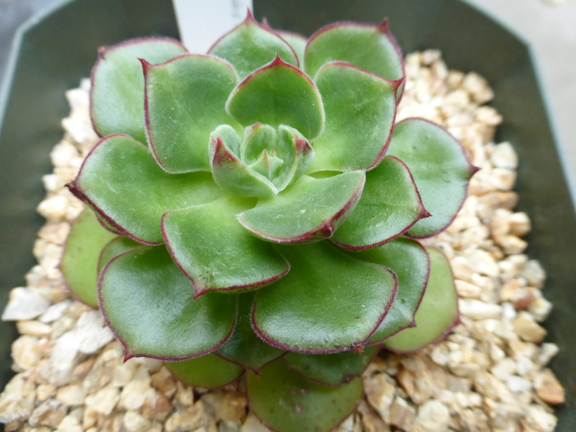 Echeveria ciliata x echeveria nodulosa