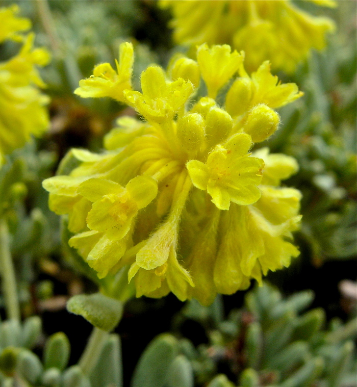 Eriogonum sphaerocephalum var. sphaerocephalum