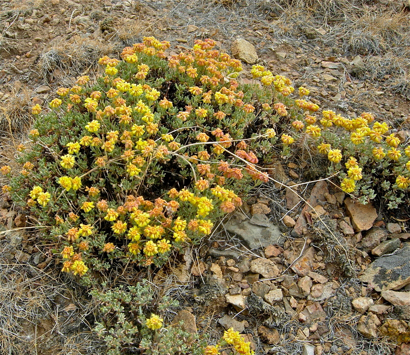 Eriogonum sphaerocephalum var. sphaerocephalum