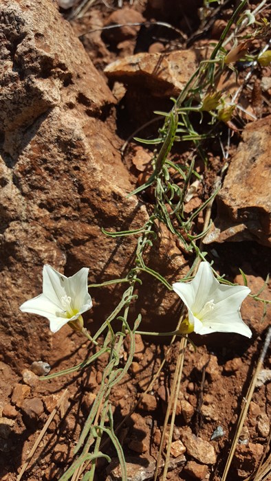 Calystegia vanzuukiae Calystegia vanzuukiae