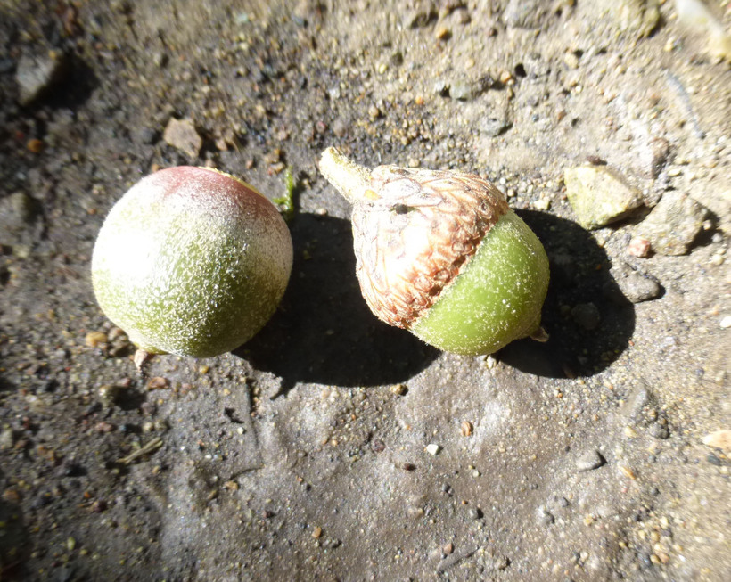 Quercus sartorii