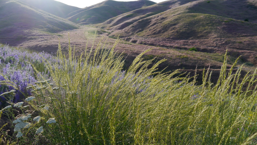 Pseudoroegneria spicata ssp. spicata Pseudoroegneria spicata ssp. spicata