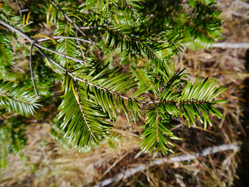 Abies grandis
