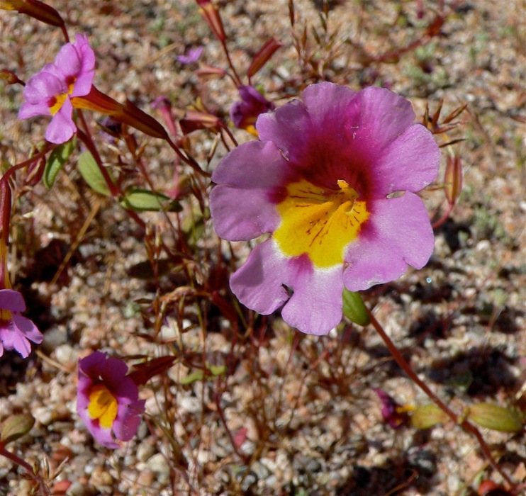 Erythranthe rhodopetra