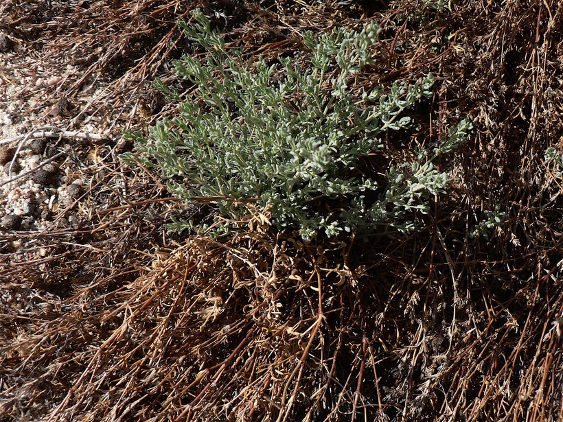 Salicornia sp.