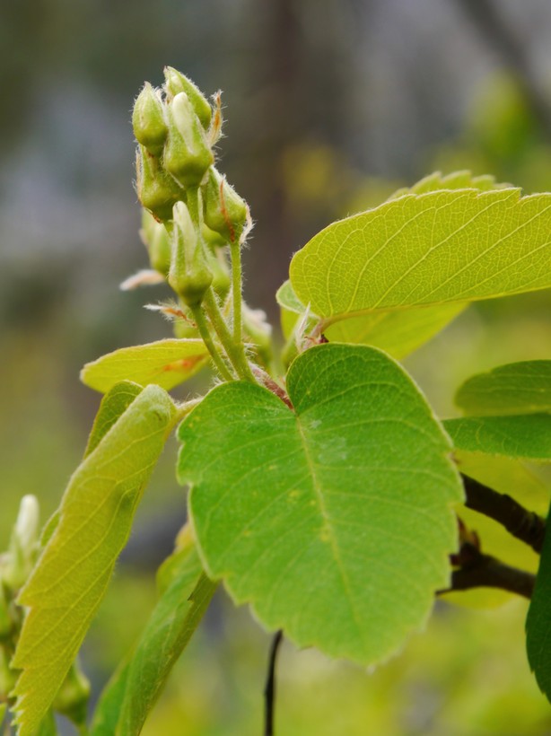 Amelanchier alnifolia var. semiintegrifolia