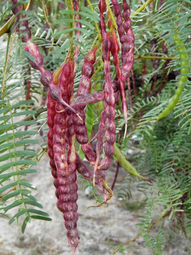 Prosopis glandulosa var. glandulosa