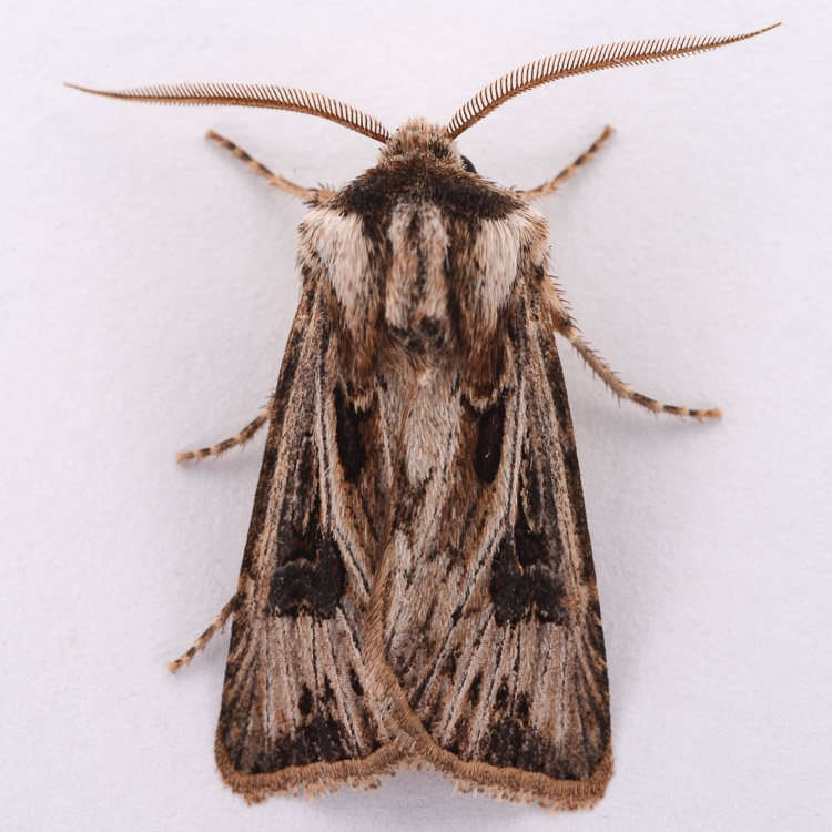 Agrotis venerabilis