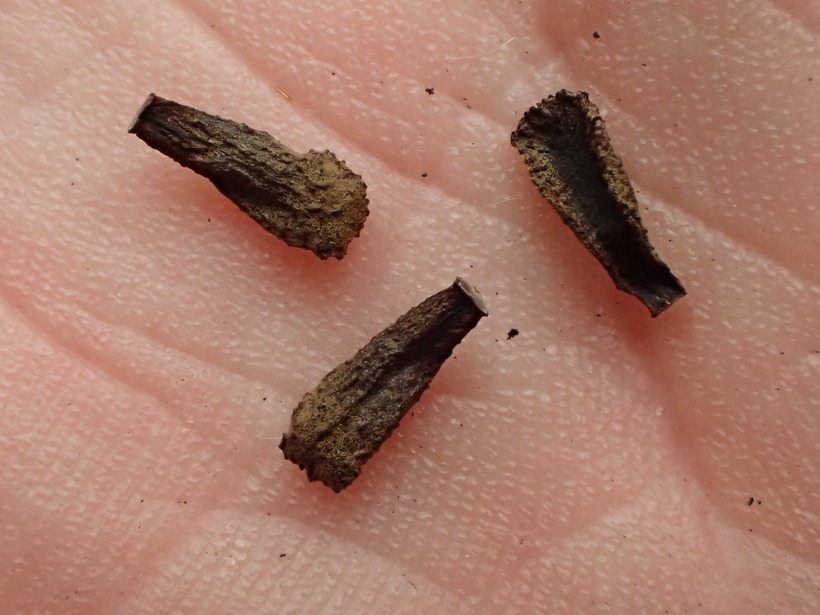 Araujia sericifera