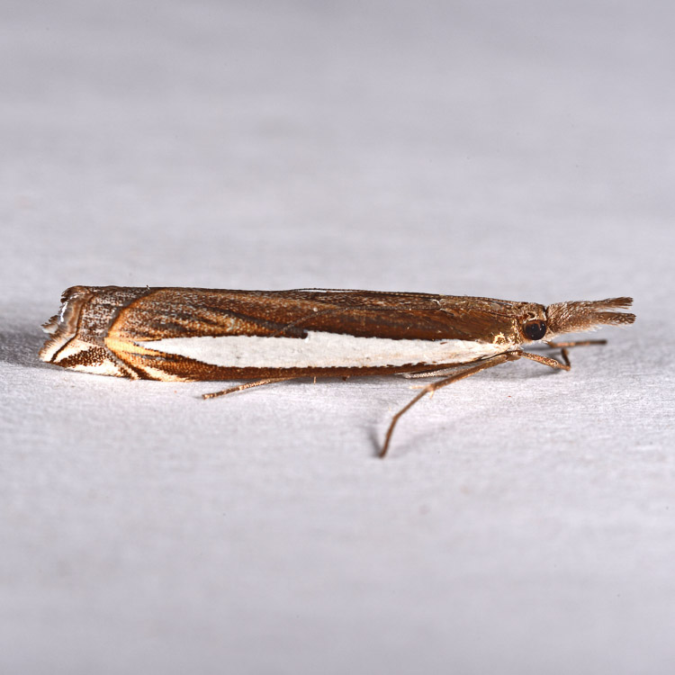 Crambus rickseckerellus