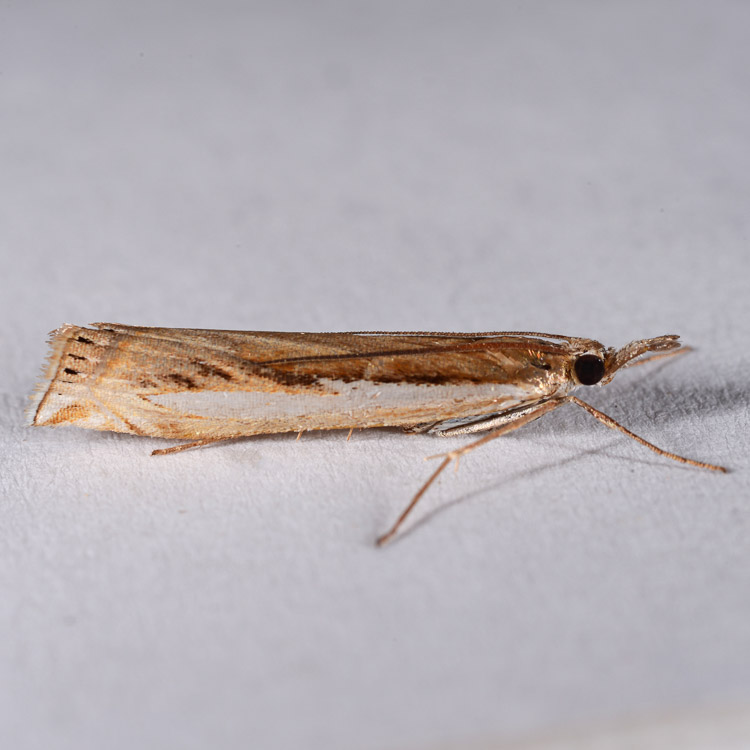 Crambus rickseckerellus