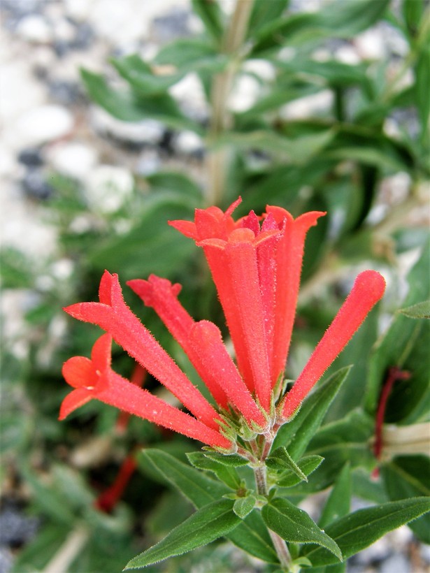 Bouvardia ternifolia