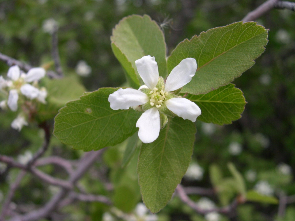 Amelanchier utahensis