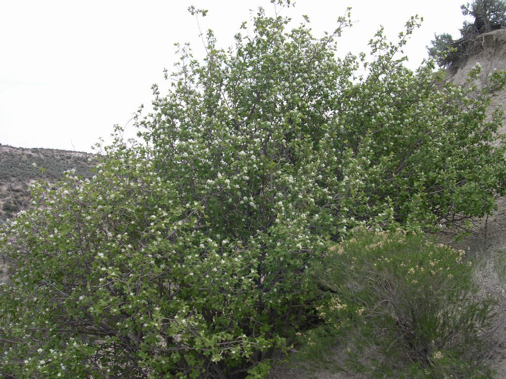 Amelanchier utahensis