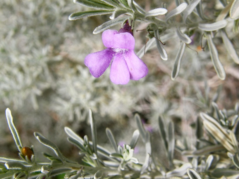 Leucophyllum alejandra