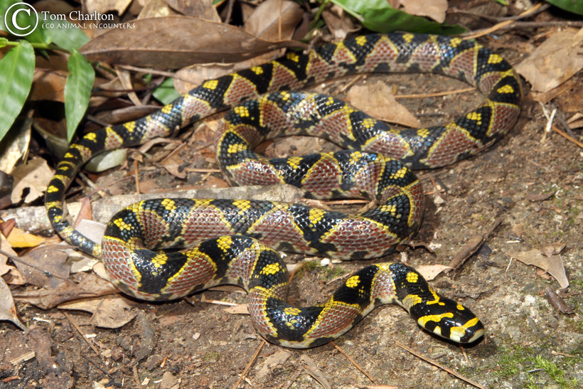 Euprepiophis mandarinus Euprepiophis mandarinus