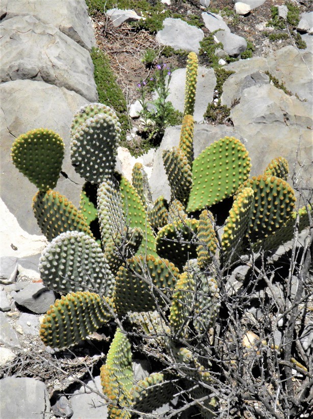 Opuntia microdasys Opuntia microdasys