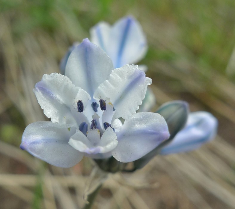 Triteleia grandiflora var. grandiflora Triteleia grandiflora var. grandiflora