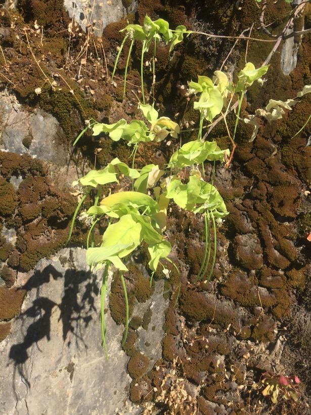 Streptanthus tortuosus ssp. truei Streptanthus tortuosus ssp. truei