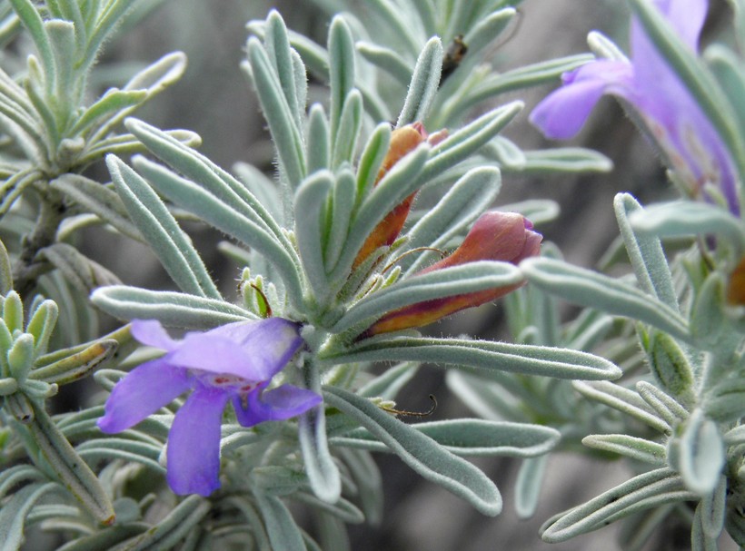 Leucophyllum alejandra Leucophyllum alejandra