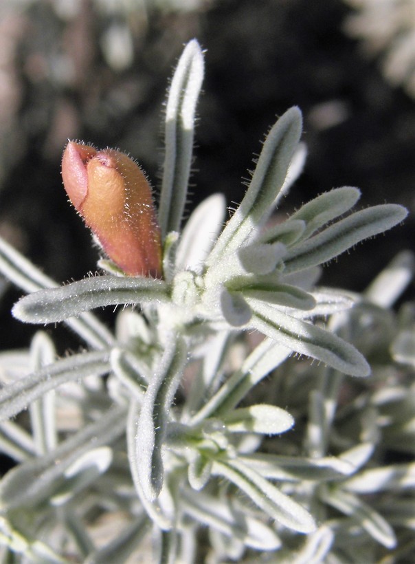 Leucophyllum alejandra Leucophyllum alejandra