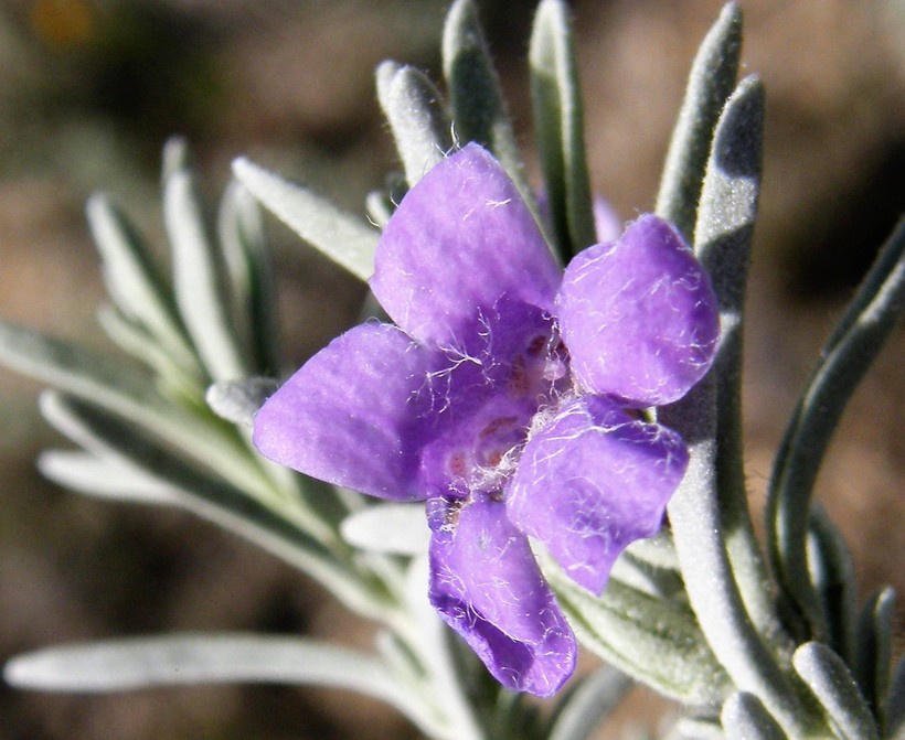 Leucophyllum alejandra Leucophyllum alejandra