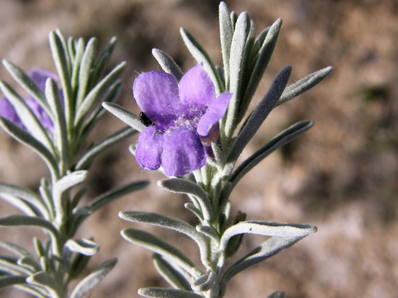 Leucophyllum alejandra Leucophyllum alejandra