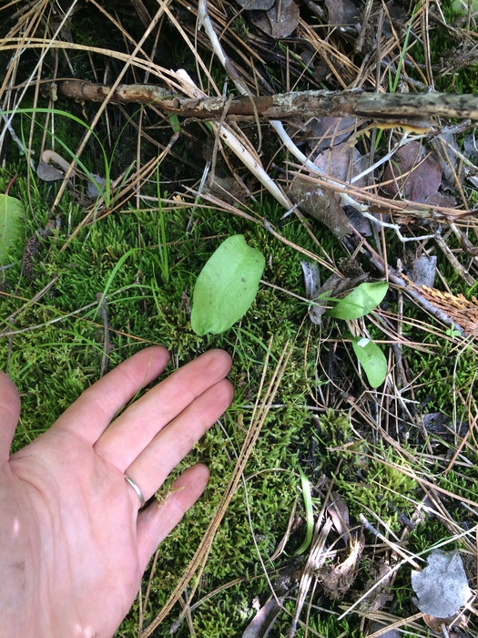 Ophioglossum pusillum Ophioglossum pusillum