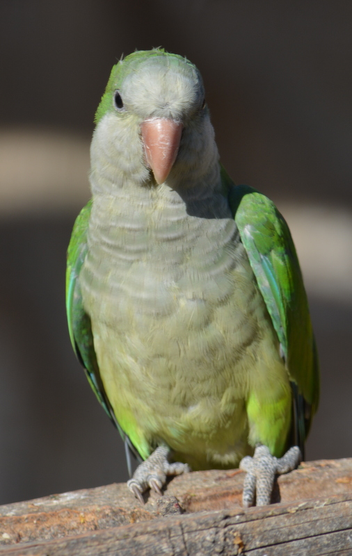 Myiopsitta monachus