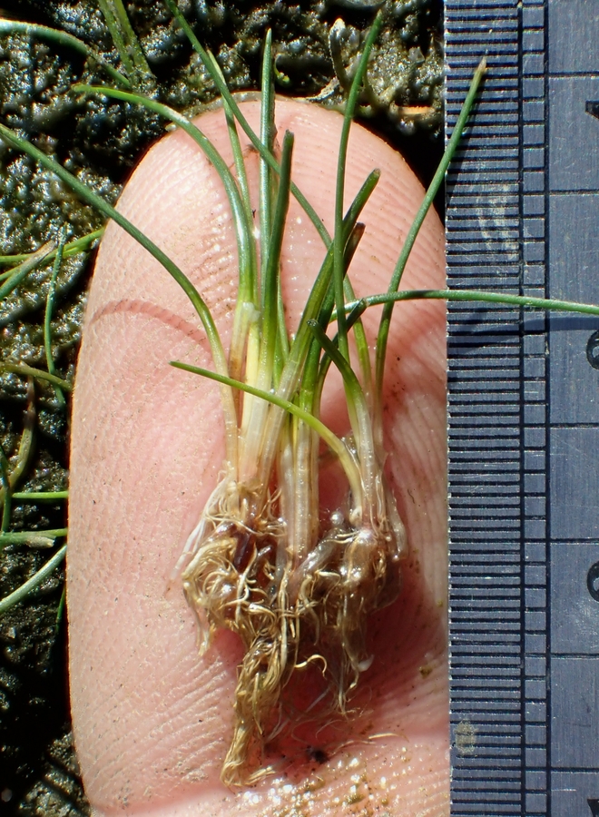 Eleocharis parvula