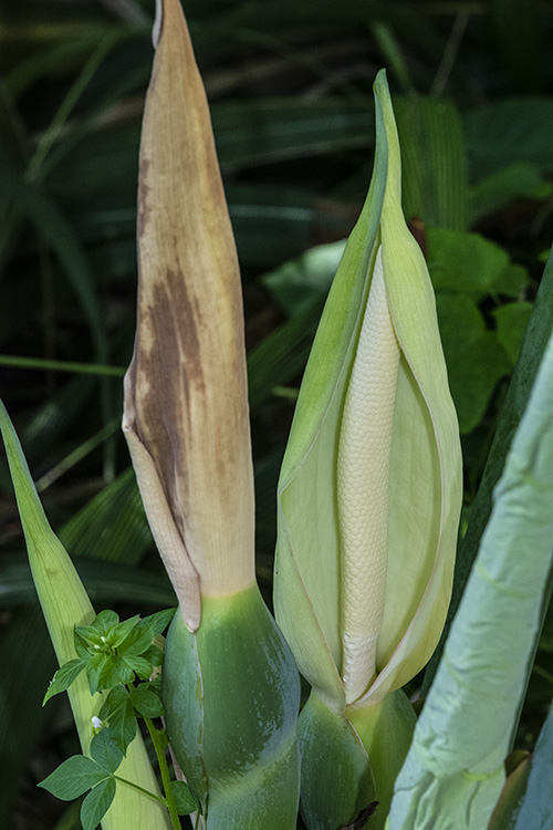 Colocasia esculenta