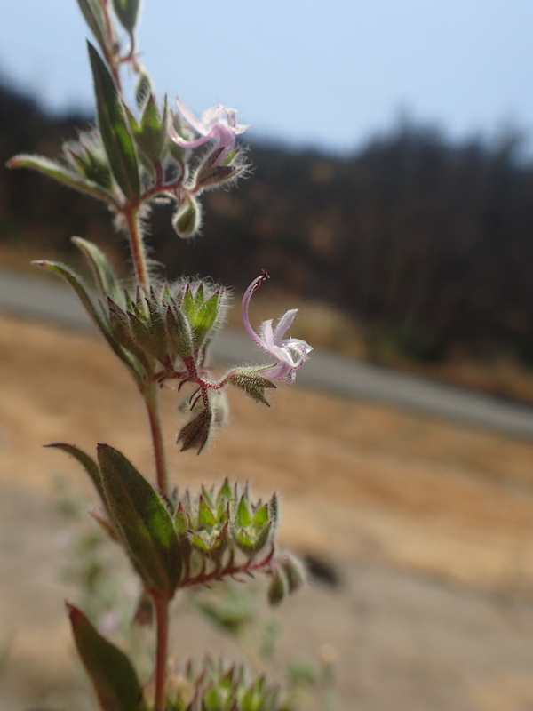 Trichostema ruygtii