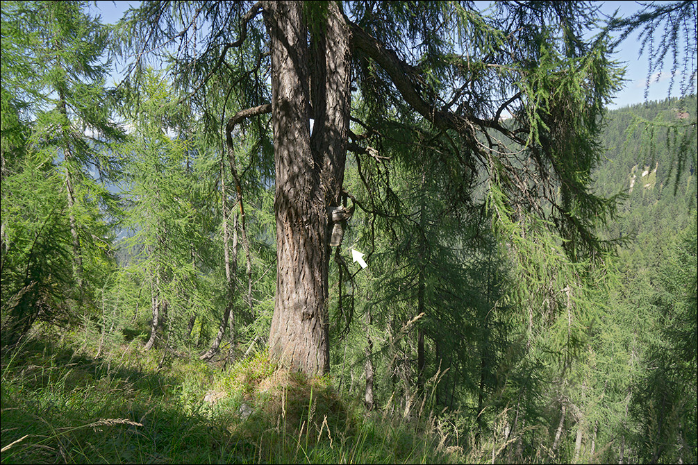 Laricifomes officinalis