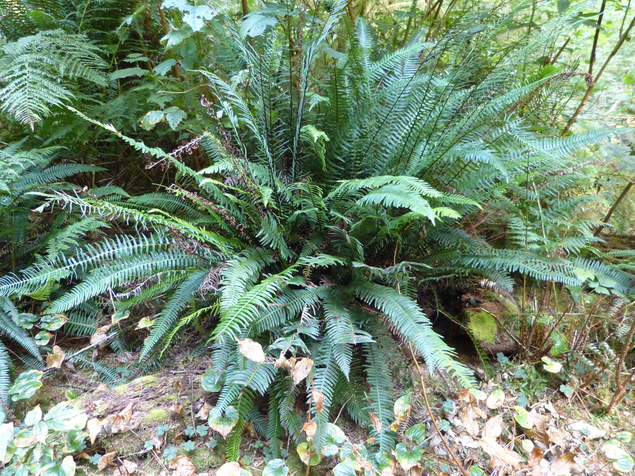 Struthiopteris spicant
