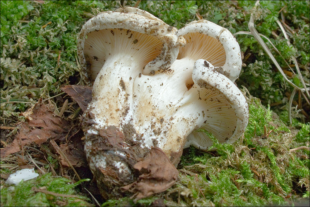 Clitopilus prunulus
