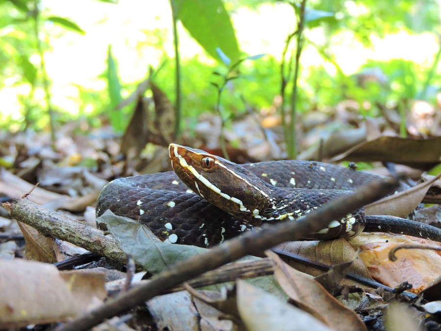 Agkistrodon bilineatus Agkistrodon bilineatus