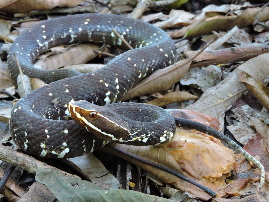 Agkistrodon bilineatus Agkistrodon bilineatus