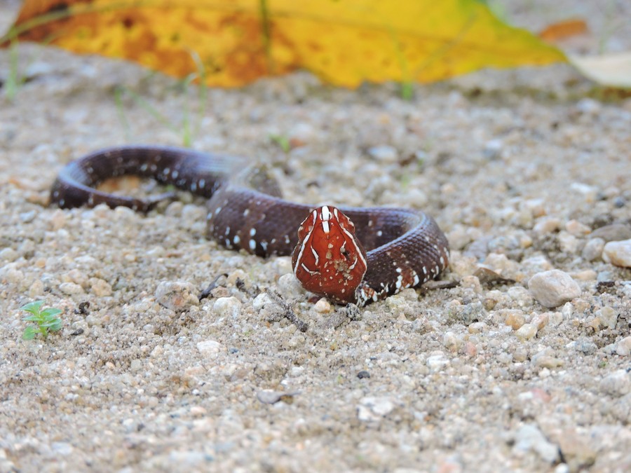 Agkistrodon bilineatus Agkistrodon bilineatus
