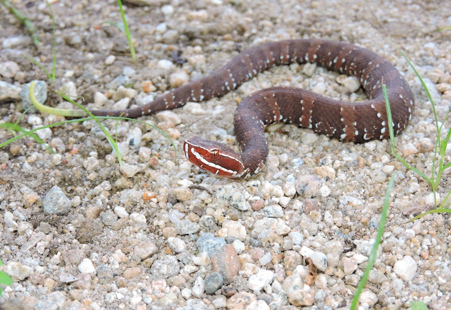 Agkistrodon bilineatus Agkistrodon bilineatus