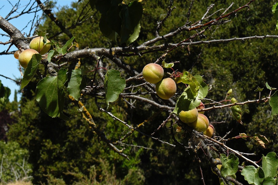 Prunus armeniaca