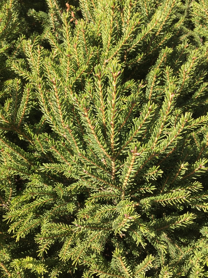 Picea orientalis
