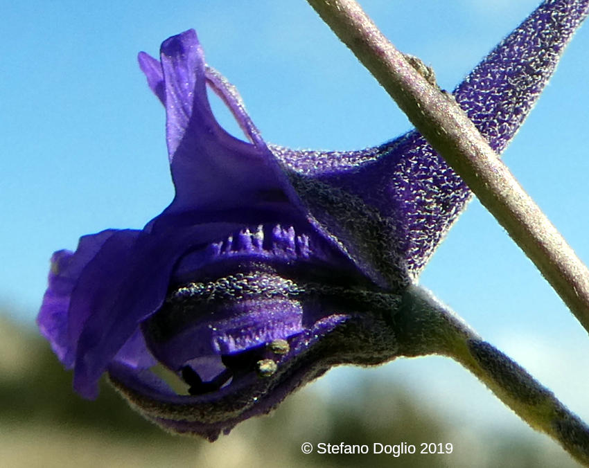 Delphinium ambiguum