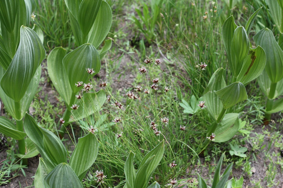 Juncus nevadensis