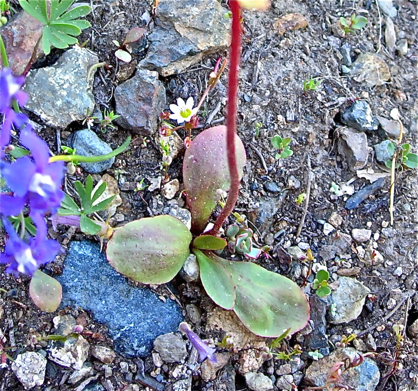 Micranthes integrifolia