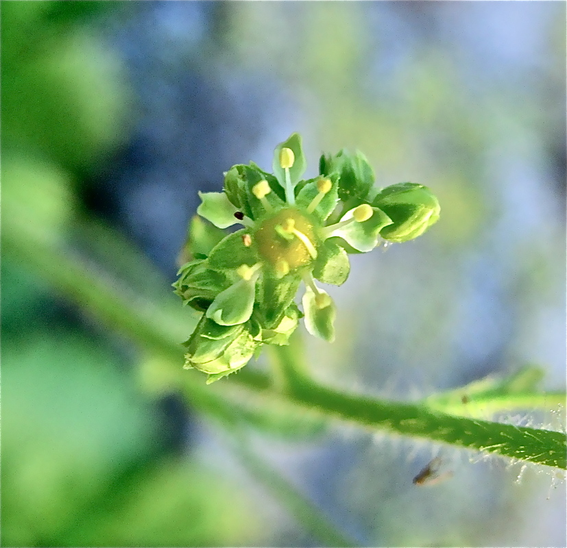 Saxifragopsis fragarioides