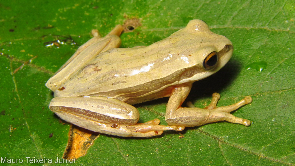 Boana latistriata