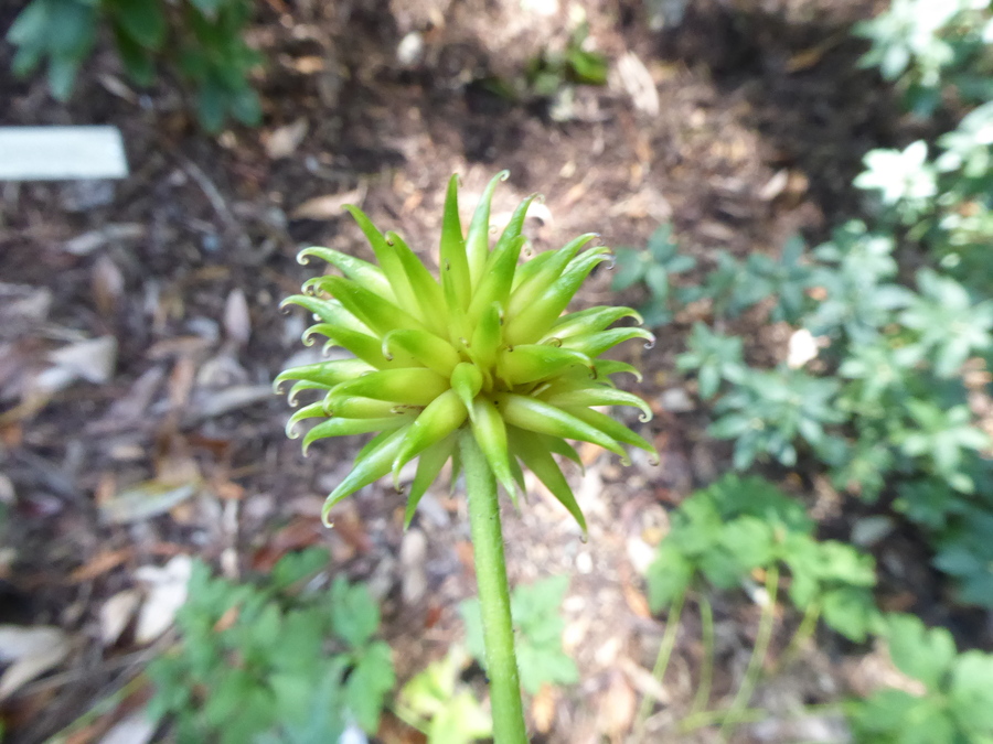 Anemone cathayensis