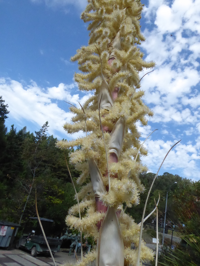 Dasylirion wheeleri