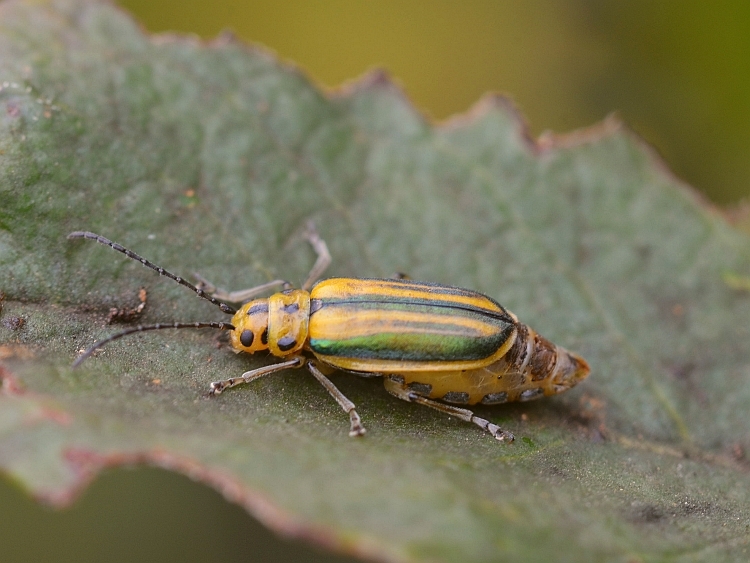 Trirhabda sp. Trirhabda sp.