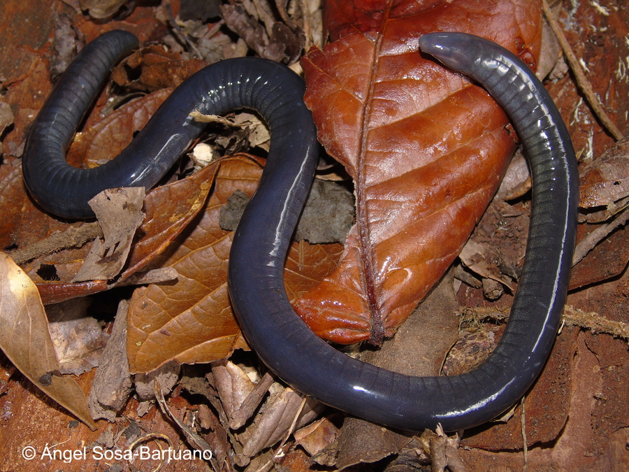 Caecilia volcani Caecilia volcani
